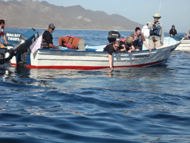  Tour to search for whales 